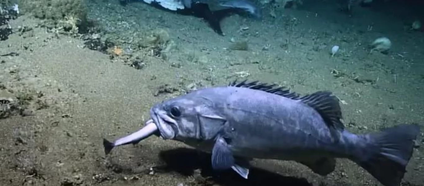 Τεράστιος ροφός καταπίνει ολόκληρο καρχαρία! (βίντεο)